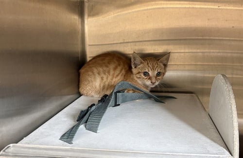 A164474 - Domestic Short Hair available for adoption