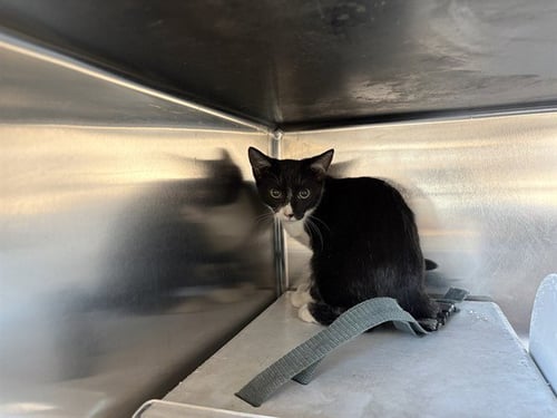 A165160 - Domestic Short Hair available for adoption