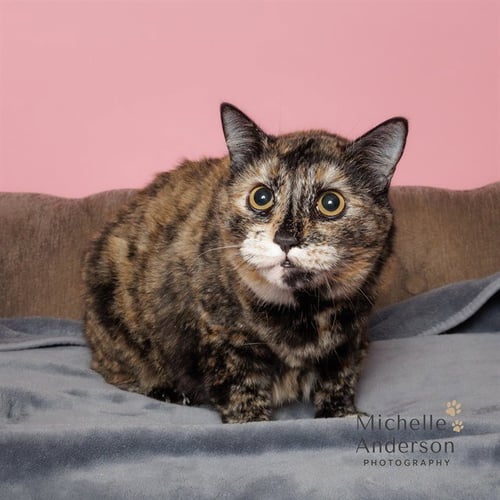 A165399 - Domestic Short Hair available for adoption