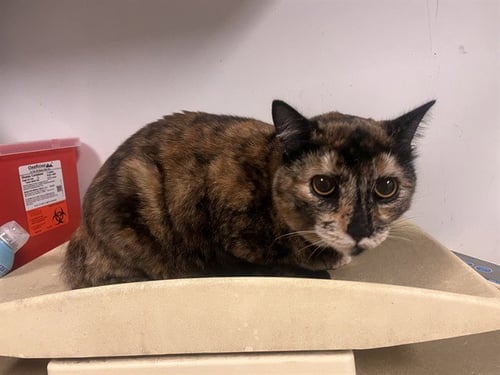 A165399 - Domestic Short Hair available for adoption