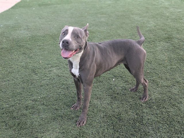 RIP TIDE - Pit Bull Terrier available for adoption