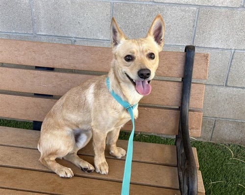 SQUIRT - Chihuahua / Dachshund available for adoption