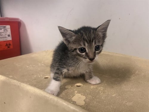 A165037 - Domestic Short Hair available for adoption