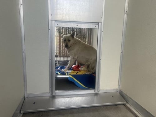 GENGHIS - German Shepherd Dog available for adoption