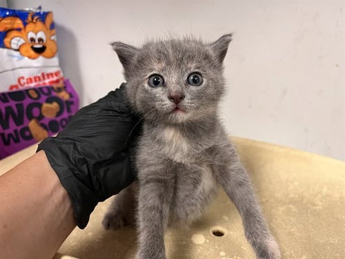 AFRO-CAT - Domestic Medium Hair available for adoption