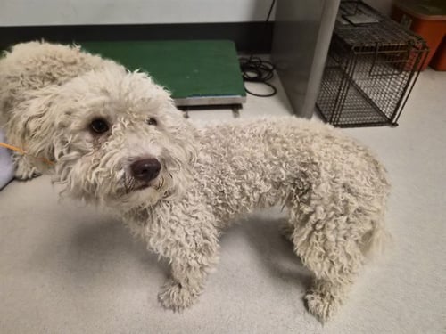 A165409 - Poodle (Miniature) available for adoption