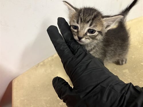 A163500 - Domestic Short Hair for adoption in Irvine