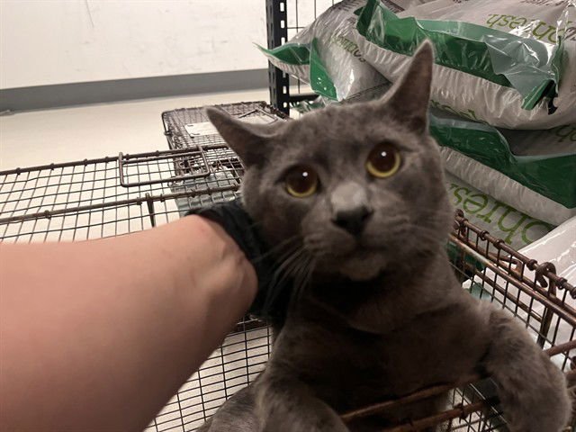 A162489 - Domestic Short Hair available for adoption