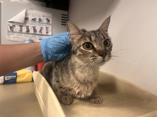 A165034 - Domestic Short Hair available for adoption