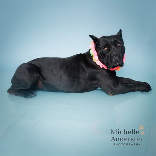 BEAUTY - Cane Corso Mastiff / Mastiff available for adoption