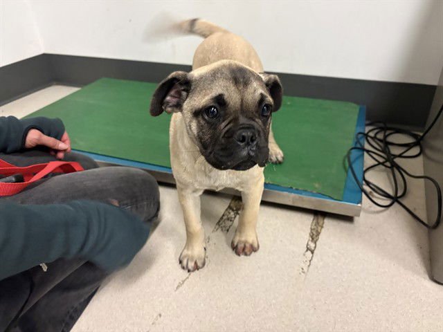 PUGSLEY - Pug available for adoption