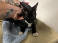 A165337 - Photo 1