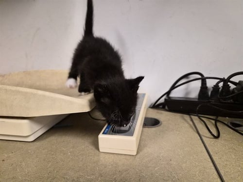 A163547 - Domestic Short Hair available for adoption