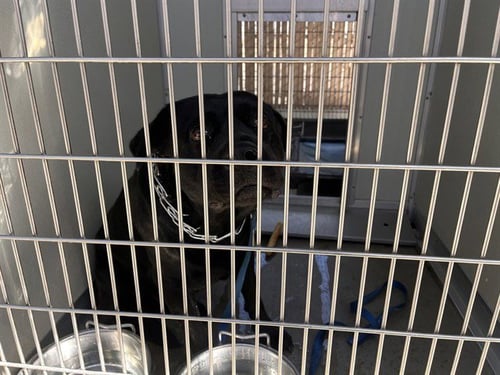 A165909 - Labrador Retriever available for adoption