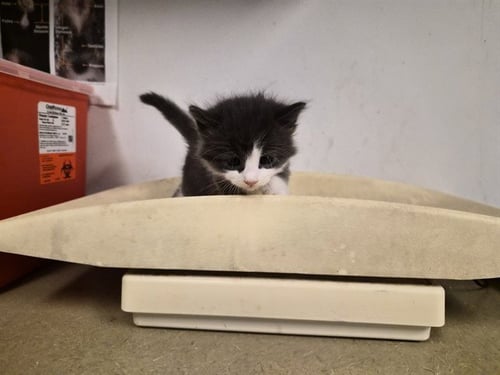 A163544 - Domestic Long Hair available for adoption