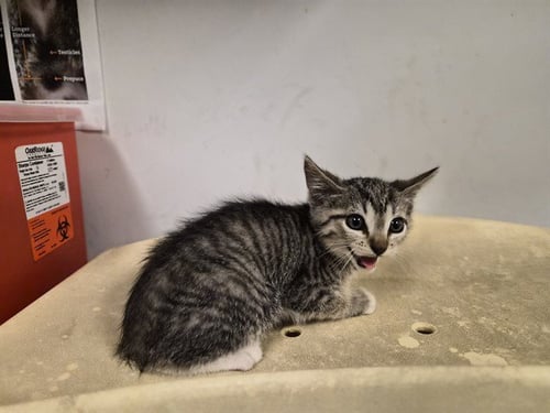 A163841 - Domestic Short Hair available for adoption