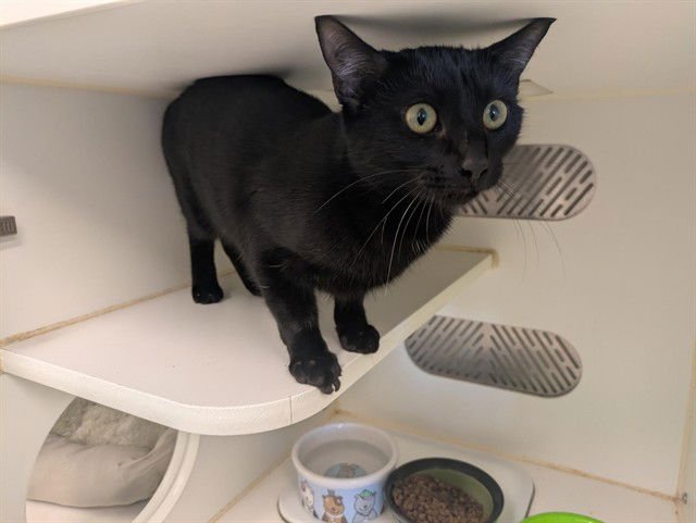 A162353 - Domestic Short Hair available for adoption