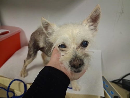MYLO - Chihuahua available for adoption