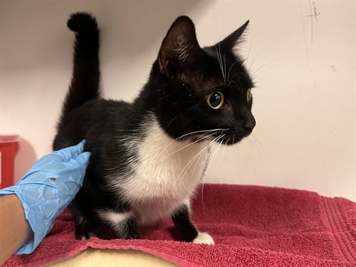 A164959 - Domestic Short Hair available for adoption