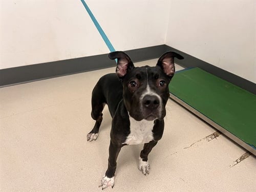 BISCUIT - Pit Bull Terrier available for adoption