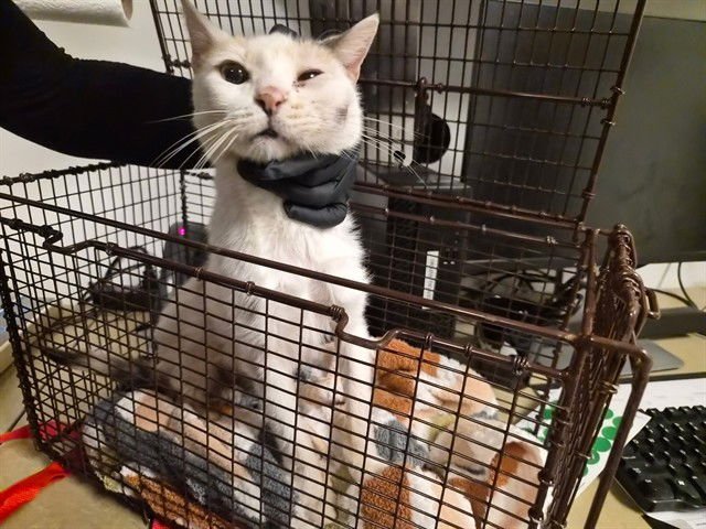 SUGAR BABY - Domestic Short Hair available for adoption