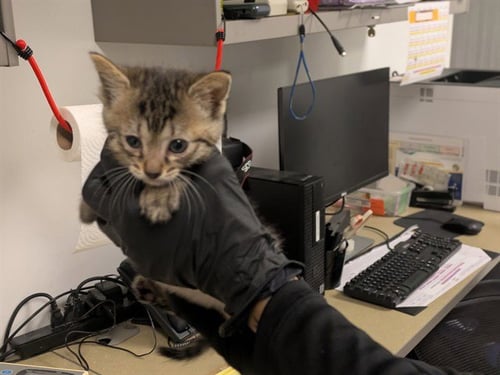 A163490 - Domestic Short Hair for adoption in Irvine