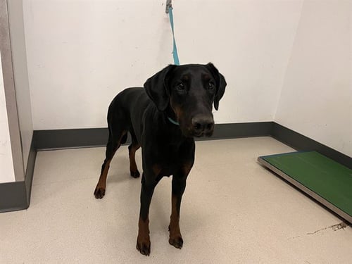 REINA - Doberman Pinscher available for adoption