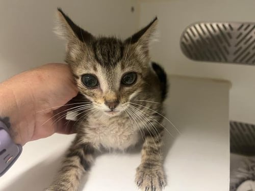A164479 - Domestic Short Hair available for adoption