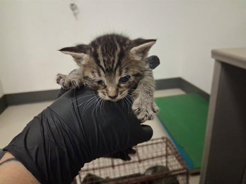A164299 - Domestic Short Hair available for adoption