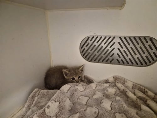 A164938 - Domestic Short Hair available for adoption