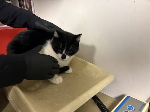 A164028 - Domestic Short Hair available for adoption