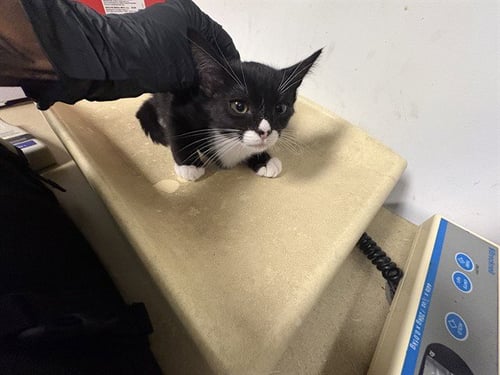 A165672 - Domestic Short Hair available for adoption