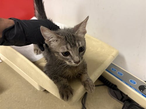 A164642 - Domestic Short Hair available for adoption