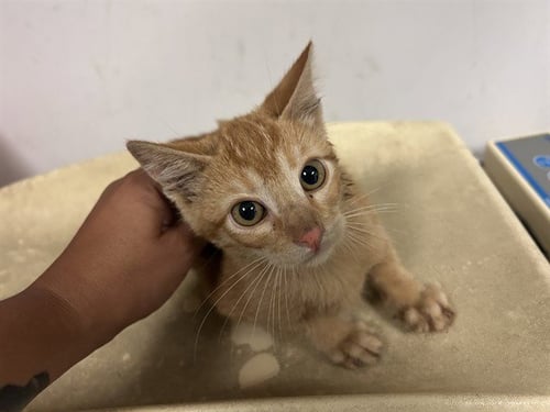 A165361 - Domestic Short Hair available for adoption