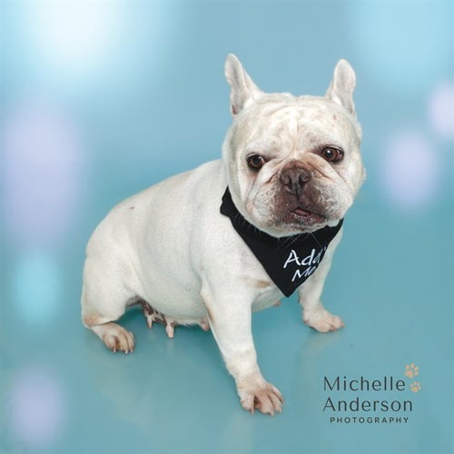ARIA - French Bulldog available for adoption