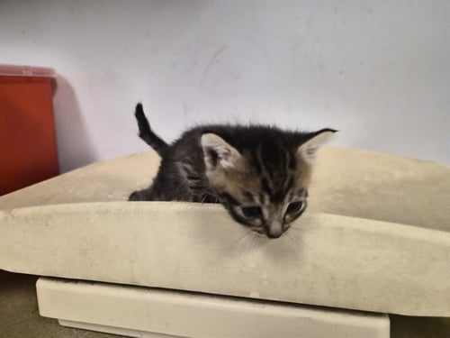 A164793 - Domestic Short Hair available for adoption