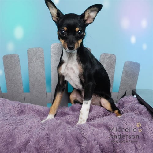 A165028 - Chihuahua available for adoption