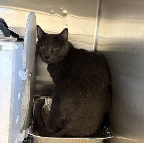 A164575 - Domestic Short Hair available for adoption