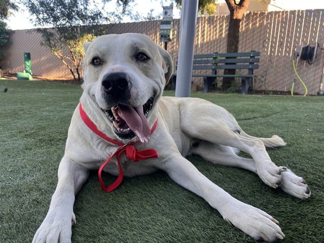 CHEVY - Labrador Retriever / Mastiff available for adoption