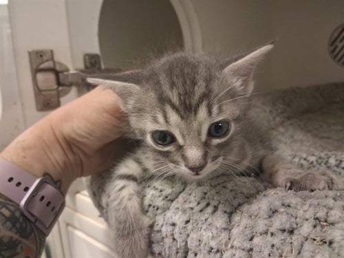 A164057 - Domestic Short Hair available for adoption