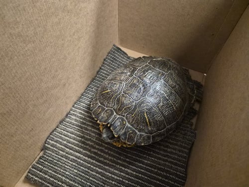 A163228 - Turtle available for adoption