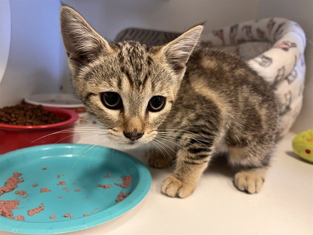 A164606 Image