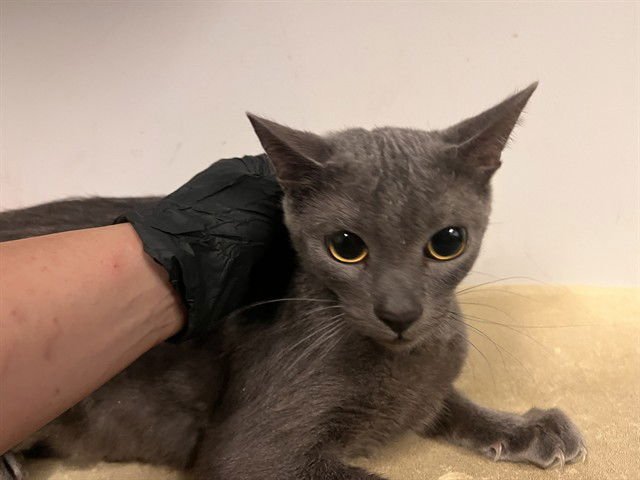 A162490 - Domestic Short Hair available for adoption