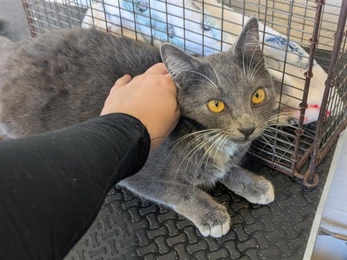 A163258 - Domestic Short Hair available for adoption