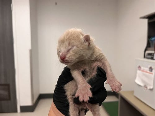 A163264 - Domestic Short Hair for adoption in Irvine