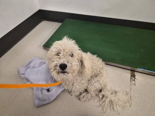 A165408 - Poodle (Miniature) available for adoption