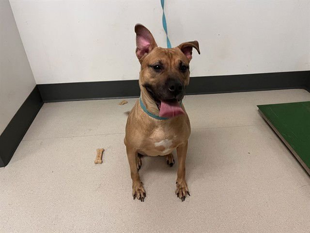 NELLIE - Staffordshire Bull Terrier available for adoption