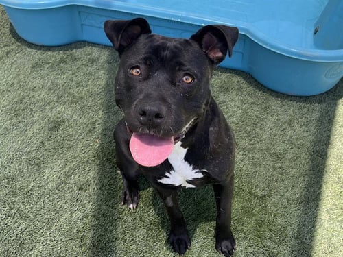 HAZEL - Pit Bull Terrier available for adoption