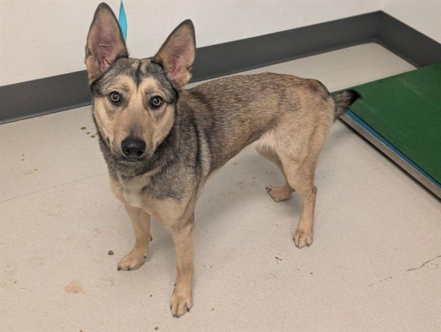 TOGO - German Shepherd Dog / Australian Cattle Dog/Blue Heeler available for adoption