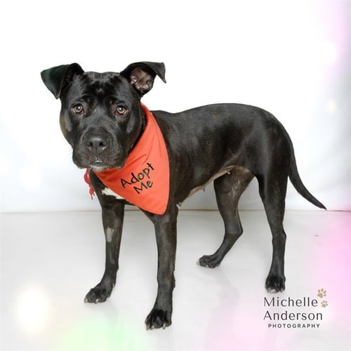 HAZEL - Pit Bull Terrier for adoption in Corona